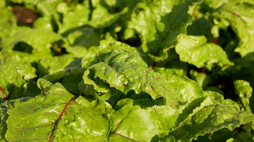 Full frame shot of plant