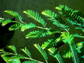 High angle view of fern leaves on field