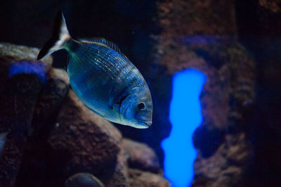 Close-up of fish swimming in sea