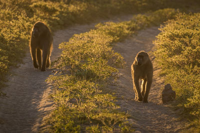 Baboons walking on footpath amidst plants
