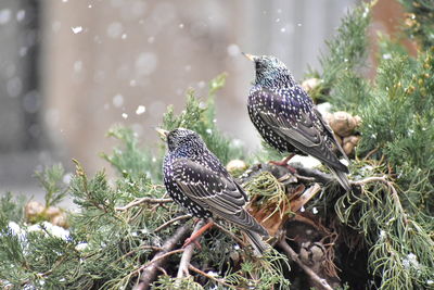 Close-up of bird perching on tree