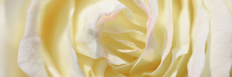 Full frame shot of yellow rose