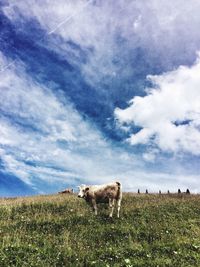 Sheep grazing on grassy field