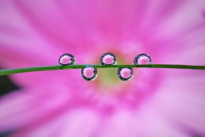 Close-up of raindrops on pink flower
