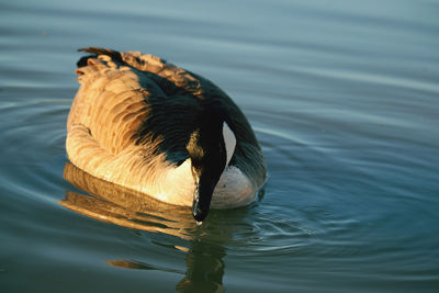 Close-up of duck swimming in lake