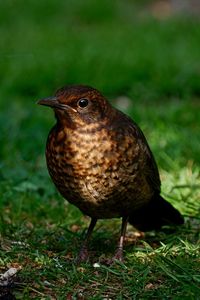 Close-up of a bird on field