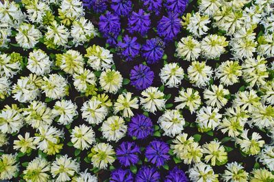 Close-up of purple flowers blooming outdoors