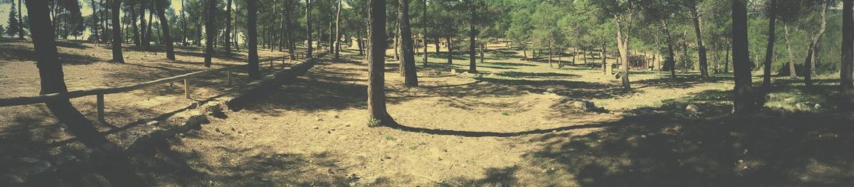 Trees in forest