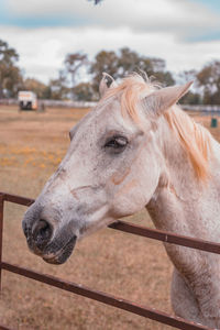 Close-up of horse by fence