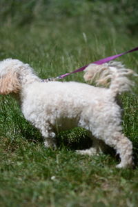 Small dog in field