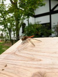 Close-up of insect on wood