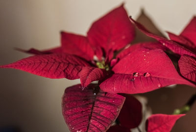 Close-up of red leaves on plant