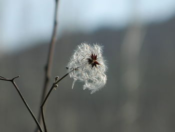 Close-up of dandelion flower