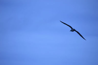 Low angle view of bird flying against clear blue sky