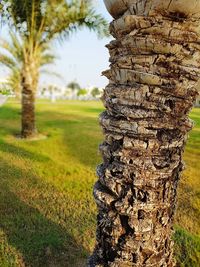 Close-up of stack of tree trunk on field