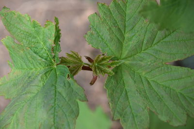 Close-up of green leaves