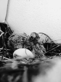 Close-up of a bird