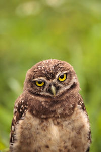 Baby burrowing owl athene cunicularia perched outside its burrow on marco island, florida