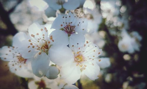 Close-up of cherry blossom