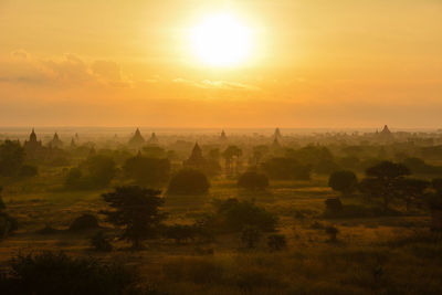 Scenic view of trees on field against sky during sunset