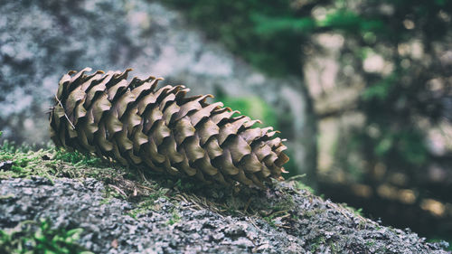 Close-up of pine cone on rock