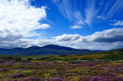 Scenic view of field against blue sky