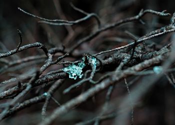 Close-up of snow on twig