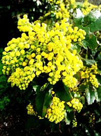 Close-up of yellow flowers