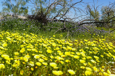 Yellow flowers growing on tree