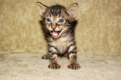 Close-up of a kitten