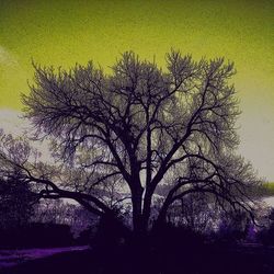 Bare trees on landscape at sunset