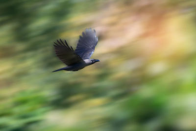 Bird flying against blurred background