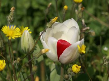 Close-up of white flowering plant