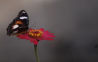 Close-up of butterfly pollinating on flower