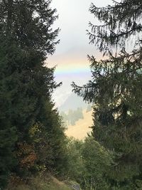 Trees in forest against sky