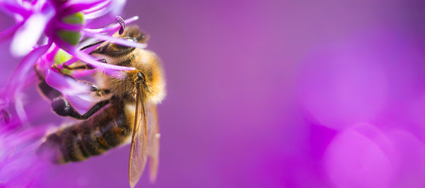 bee