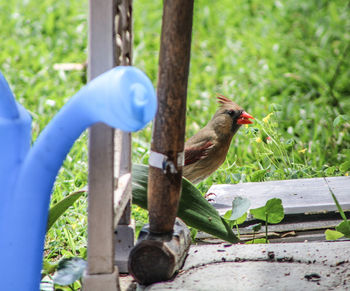 Close-up of bird perching on railing