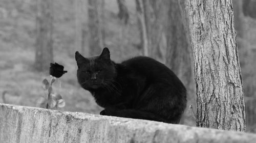 Cat lying on tree trunk