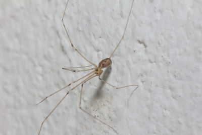 Close-up of spider on wall