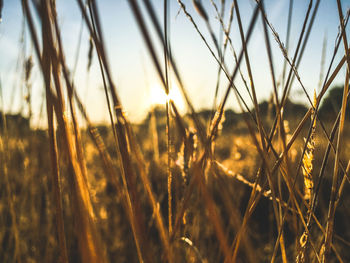 Close-up of stalks in field against sunset