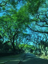 Road amidst trees in city