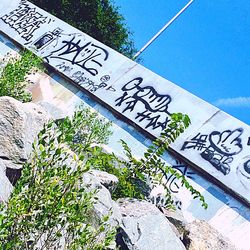 Low angle view of plants