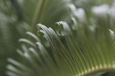 Close-up of dew drops on leaves