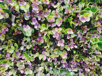 Full frame shot of multi colored leaves