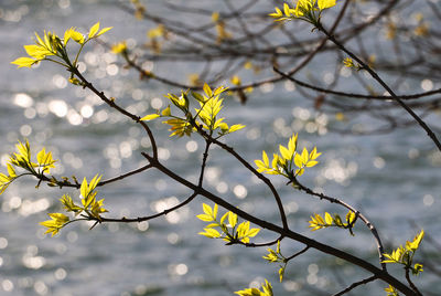 Close-up of yellow flowers on branch