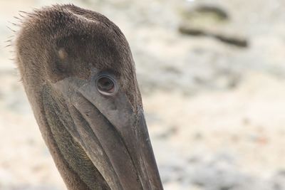 Close-up of animal eye