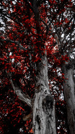 Low angle view of tree against sky