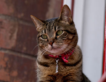 Close-up portrait of tabby cat