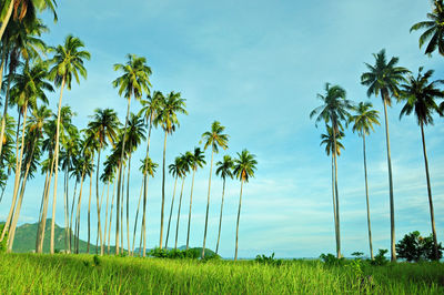 Palm trees on field against clear sky