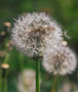 Close-up of dandelion